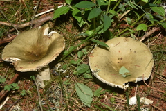 Russula lutea