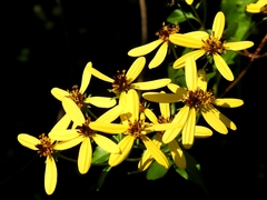 Bidens reptans