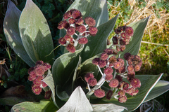 Pleurophyllum hookeri