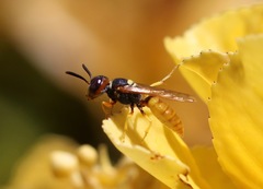 Philanthus