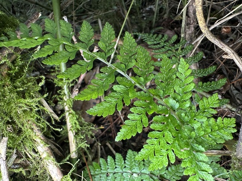 Athyrium tozanense iNat (3)