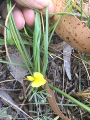 Argyrolobium pachyphyllum