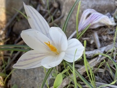 Crocus aleppicus