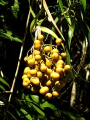 Dracaena americana