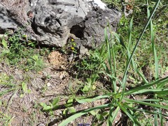 Asphodelus cerasiferus