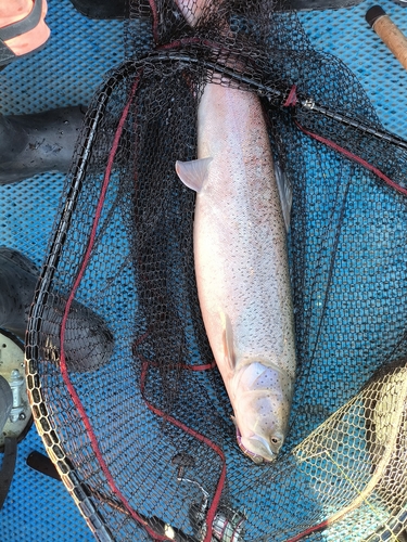Taimen (Hucho taimen) — Salmonidae — 3