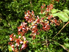 Heteropterys brachiata