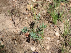 Euphorbia nicaeensis