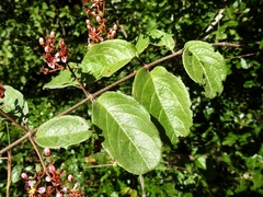 Heteropterys brachiata