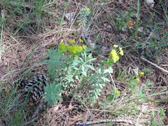 Euphorbia nicaeensis
