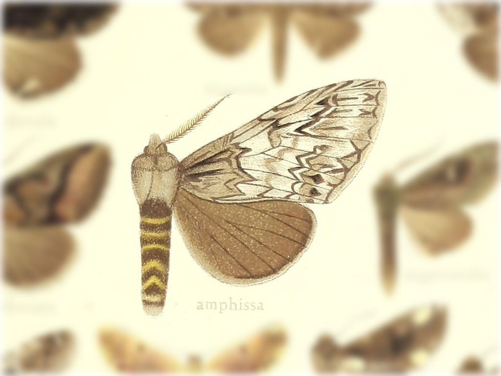 Malocampa amphissa