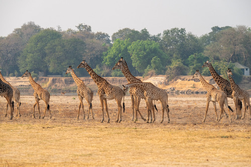 Luangwa Giraffe
