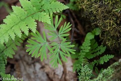 Dicentra cucullaria