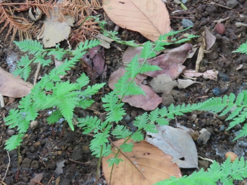 Oriental Ladyfern (Athyrium niponicum)