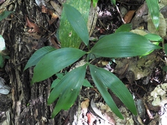 Zamia prasina