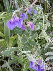 Lathyrus humilis