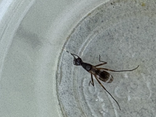 Unknown species found near Ferndale Pl, Tallahassee, FL, US