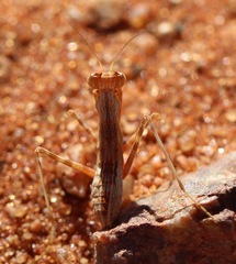 Ligariella
