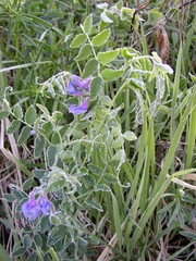 Lathyrus humilis