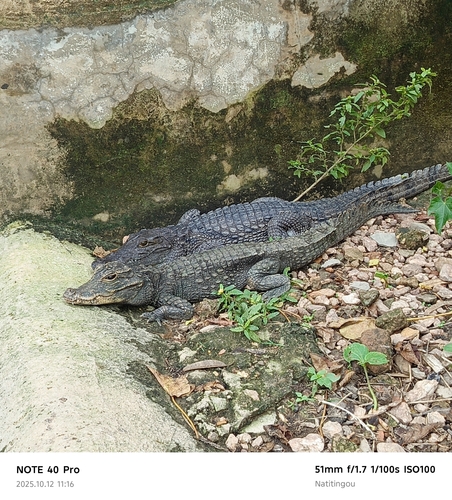 Dwarf Crocodile