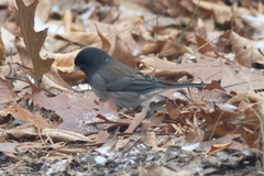 Junco hyemalis cismontanus