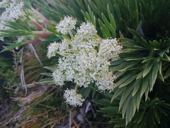 Aciphylla glacialis
