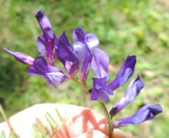 Vicia onobrychioides