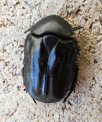 Oplostomus fuligineus