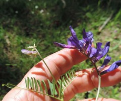 Vicia onobrychioides