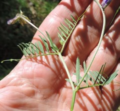 Vicia onobrychioides