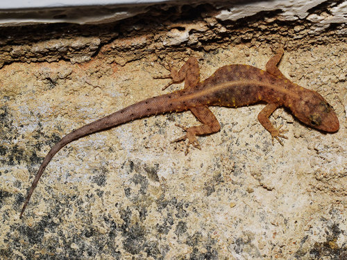 Yercaud Day Gecko, Cnemaspis yercaudensis
