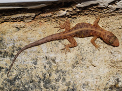 Cnemaspis yercaudensis