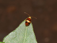 Monolepta orientalis
