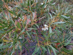 Eucalyptus tenuiramis