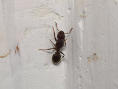 Pheidole spathifera