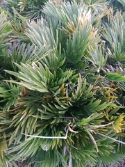 Aciphylla glacialis