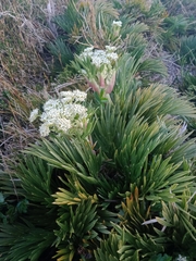 Aciphylla glacialis