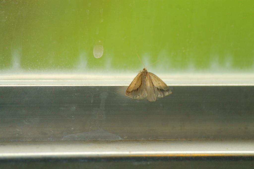 Psilaspilates signistriata
