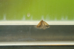 Psilaspilates signistriata