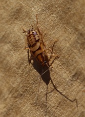 Blattodea
