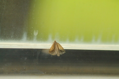 Psilaspilates signistriata