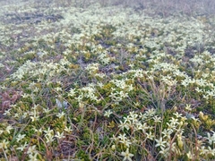 Stackhousia pulvinaris