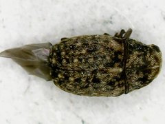 Araecerus