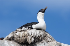 Leucocarbo bransfieldensis