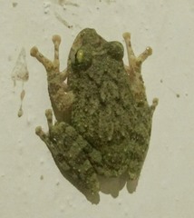 Pseudophilautus