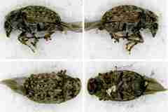 Araecerus