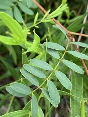 Tephrosia retusa