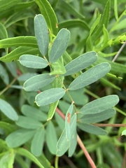 Tephrosia retusa