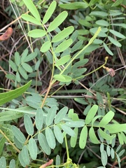 Tephrosia retusa
