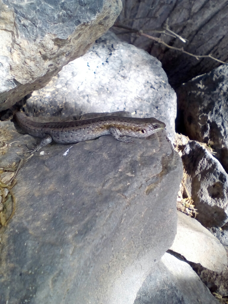 Stanger's Skink